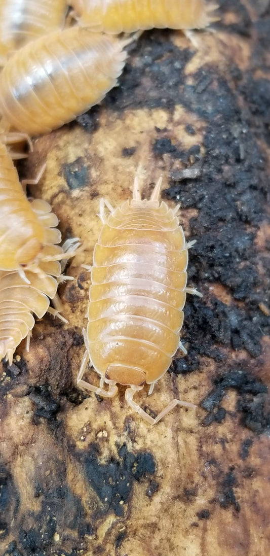 A close-up of I Got Bugs Orange Isopods (Porcellio laevis) with segmented, pale orange plates and tiny legs on a rough brown surface. Other beginner-friendly orange isopods are partially visible at the edges.