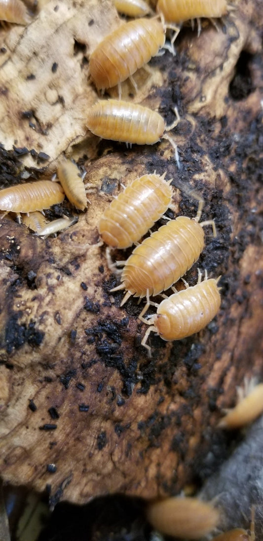 Several pale orange Orange Isopods (Porcellio laevis) from I Got Bugs crawl with tiny legs across rough, speckled wood. These isopods are popular for bioactive habitats, scattered on the earthy, textured surface.