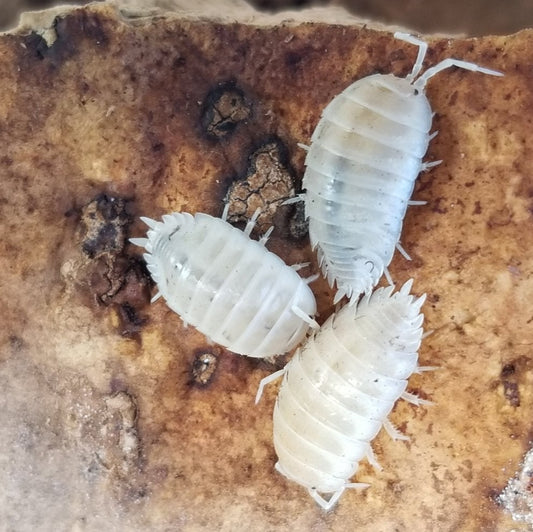 Four pale, segmented Giant White Isopods (Porcellio laevis) from I Heart Bugs, with visible legs and antennae, cluster together on a rough surface resembling decaying wood. These nearly translucent isopods are closely grouped.