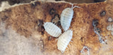 Four pale, segmented Giant White Isopods (Porcellio laevis) from I Heart Bugs, with visible legs and antennae, cluster together on a rough surface resembling decaying wood. These nearly translucent isopods are closely grouped.