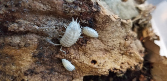 Three Giant White Isopods (Porcellio laevis) from I Heart Bugs crawl on dry, textured brown bark. The largest is near two smaller isopods, all exploring the bark’s visible cracks and indentations.
