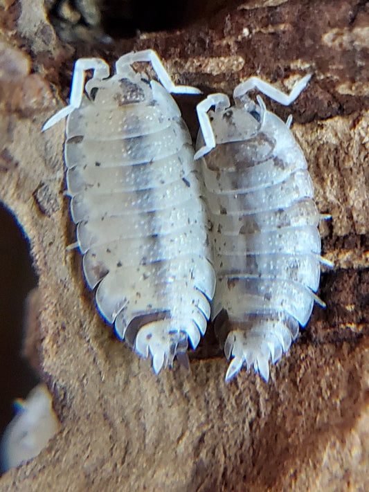 Close-up of two pale Dalmatian Isopods (Porcellio scaber) from I Got Bugs, with dark specks and oval, ridged bodies, facing upward on a rough brown wooden surface. Their white legs and antennae are slightly curled.