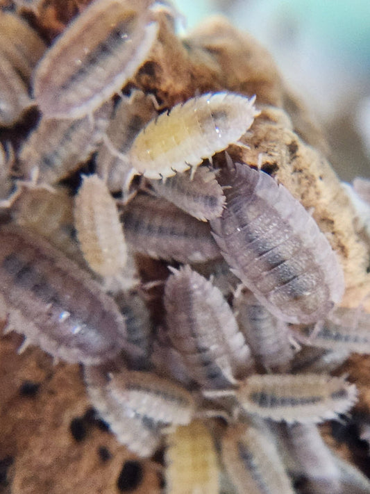 A close-up photo displays a cluster of Ghost Isopods (Porcellio scaber) from I Heart Bugs, featuring segmented, ridged gray and tan bodies. They gather on a rough brown surface, ideal for bioactive enclosures.