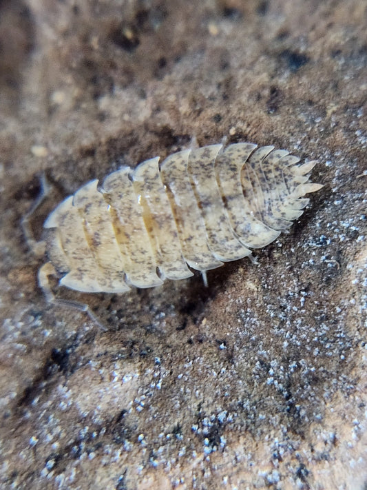 A close-up of a Lemonade Isopod (Porcellio scaber) from I Heart Bugs on a brown, dirt-covered surface—its segmented exoskeleton speckled in grey and brown, perfect for bioactive habitats or isopod enclosures.