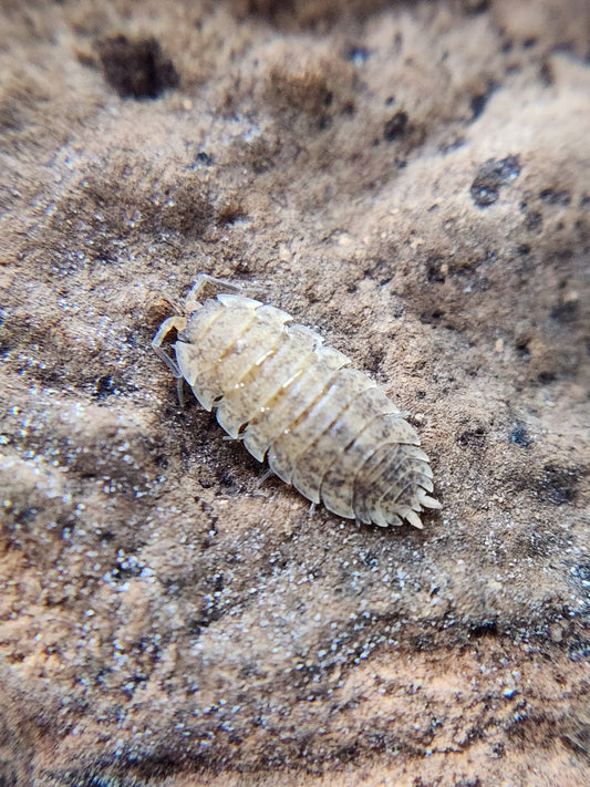 A close-up of Lemonade Isopods (Porcellio scaber) by I Heart Bugs shows their pale brown, segmented oval bodies—perfect for bioactive habitats or isopod enclosures with fine grains and contrasting dark patches visible.