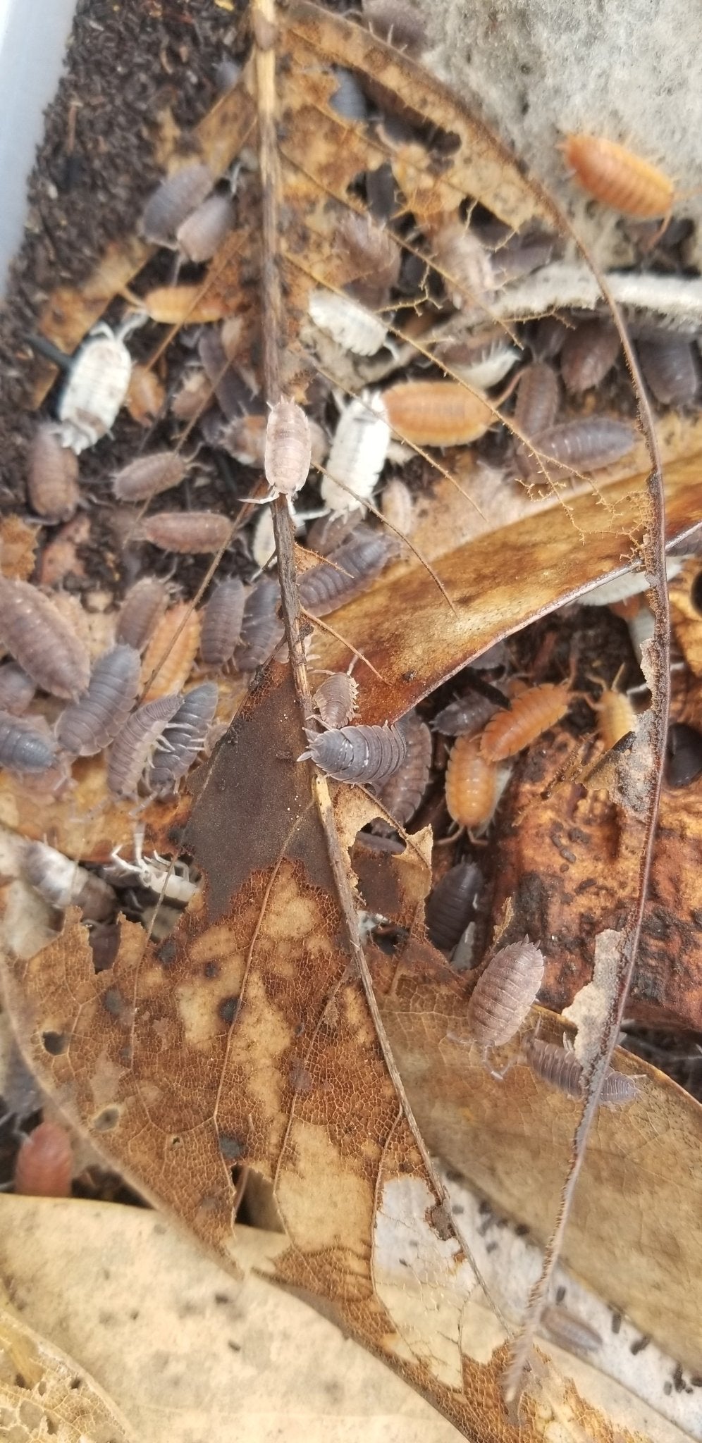 Several Porcellio scaber Lottery Ticket Isopods from I Got Bugs, in gray, brown, and white hues, crawl over decaying leaves and soil—creating a moist, natural setting thats perfect for bioactive enclosures.