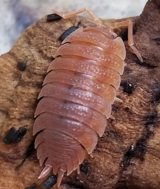 A close-up image of Orange Isopods (Porcellio scaber) by I Got Bugs shows their segmented, armor-like exoskeleton and visible legs and antennae—ideal inspiration for bioactive vivariums or starting your isopod colony.