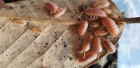 A cluster of small Orange Isopods (Porcellio scaber) from I Got Bugs gather on a dry, veined leaf. Some are scattered while others huddle together, showcasing their segmented bodies and tiny legs against a blurred backdrop.