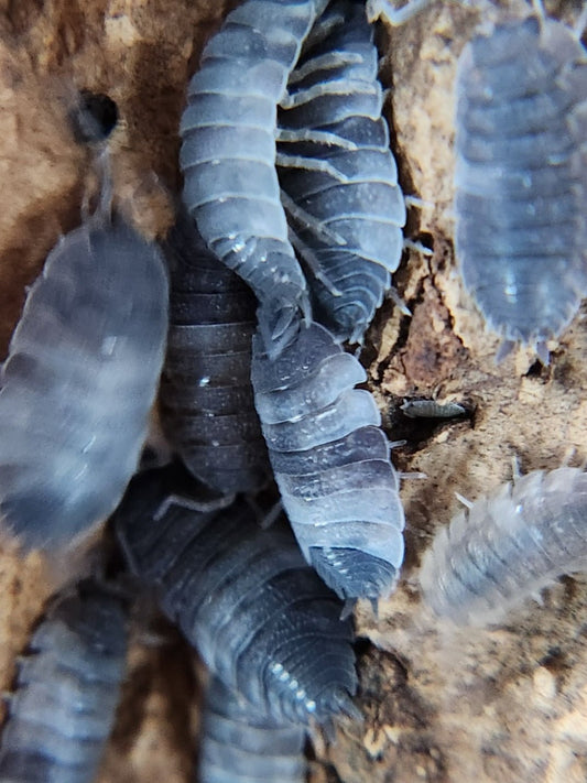 A close-up image of Piebald Isopods (Porcellio scaber) from I Heart Bugs clustered on a rough brown surface, displaying their distinctive segmented patterns—ideal for isopod care and bioactive vivarium enthusiasts.