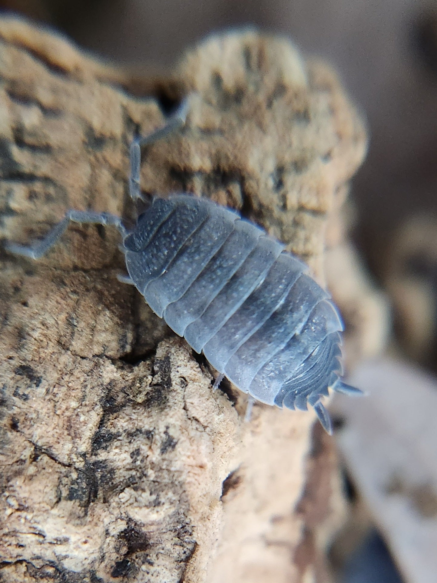A close-up shows a gray Piebald Isopod (Porcellio scaber) from I Heart Bugs with armor-like plates, six legs, and two antennae crawling on tan-brown wood—ideal for isopod care or a bioactive vivarium setup.