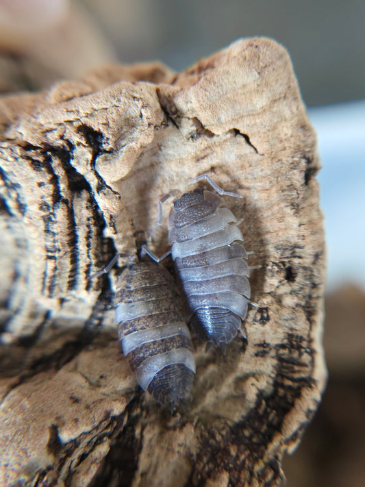Close-up of two gray Skewball Tri Isopods (Porcellio scaber) by I Heart Bugs, showing their segmented oval bodies as they rest on textured wood—perfect additions for bioactive vivarium setups.
