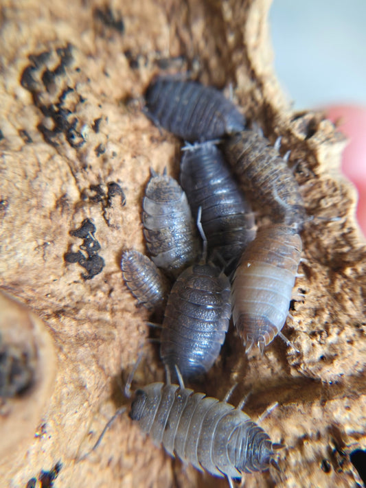 Close-up of I Heart Bugs Skewball Tri Isopods (Porcellio scaber) clustered on rough brown bark. Their gray and brown segmented bodies make them ideal for a bioactive vivarium. The softly blurred background enhances their detail.