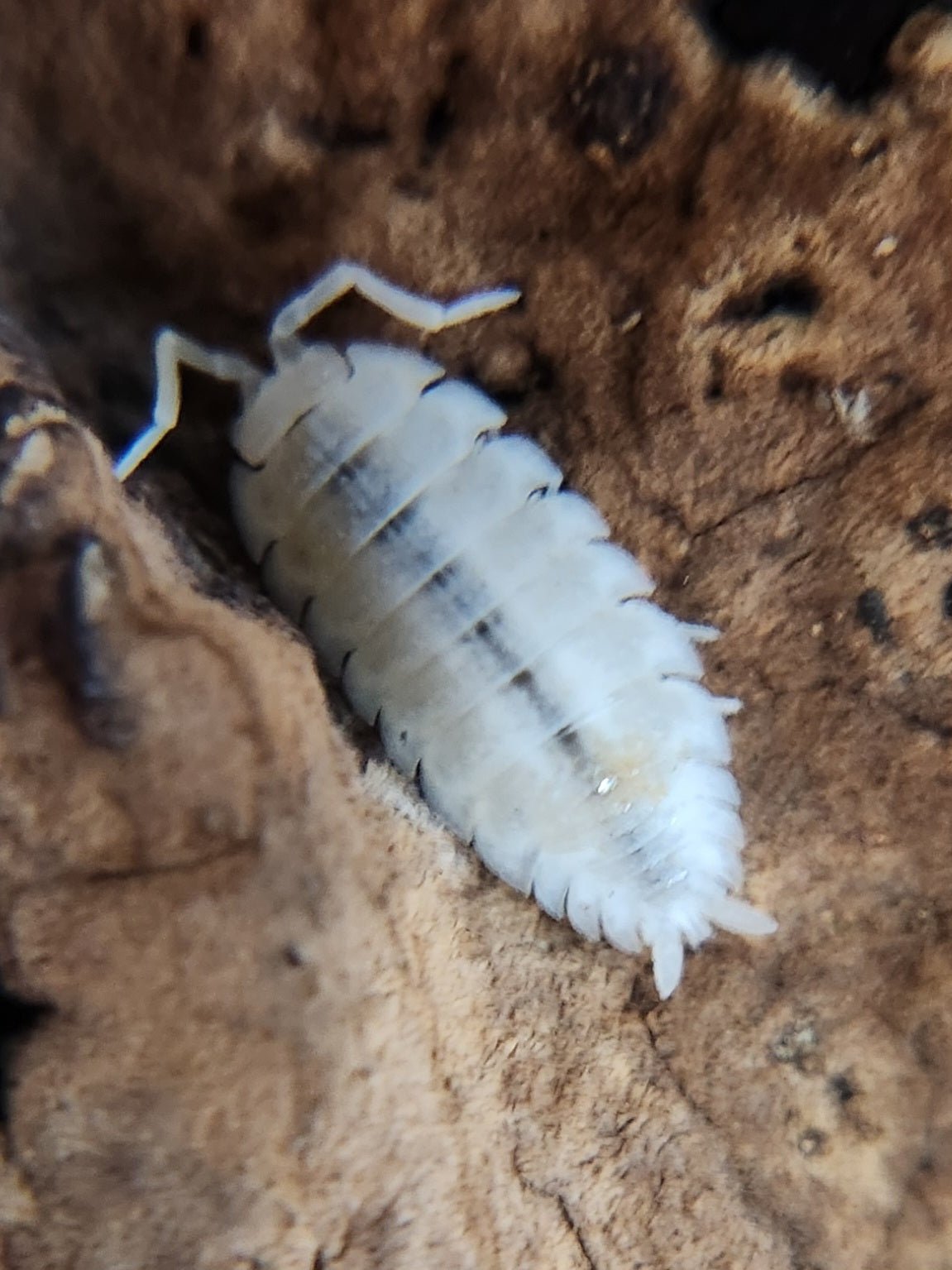 A close-up shows a Rare Snow Koi Isopod (Porcellio scaber) from I Heart Bugs nestled in textured wood, its pale segments standing out—making it a unique, eye-catching addition to any bioactive habitat or isopod colony.