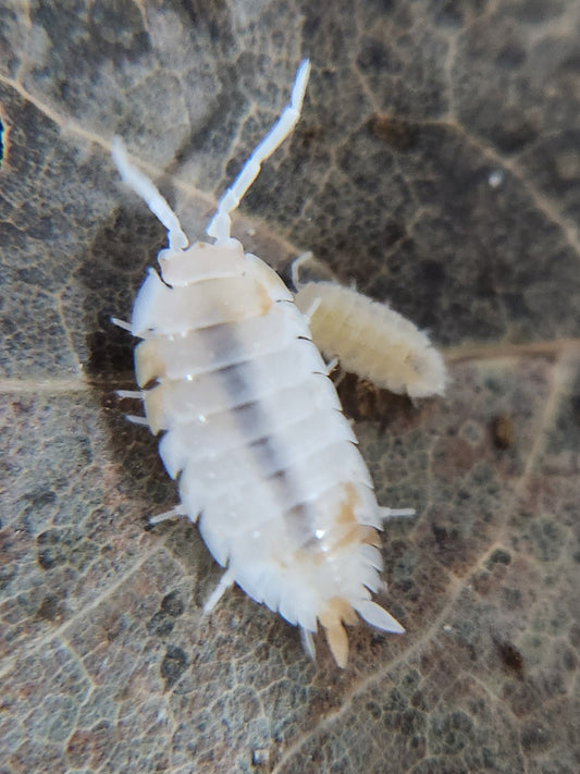 A Rare Snow Koi Isopod (Porcellio scaber) from I Heart Bugs with segmented plates and antennae rests on a veined leaf, while a smaller isopod nearby showcases details perfect for bioactive habitats and isopod colonies.