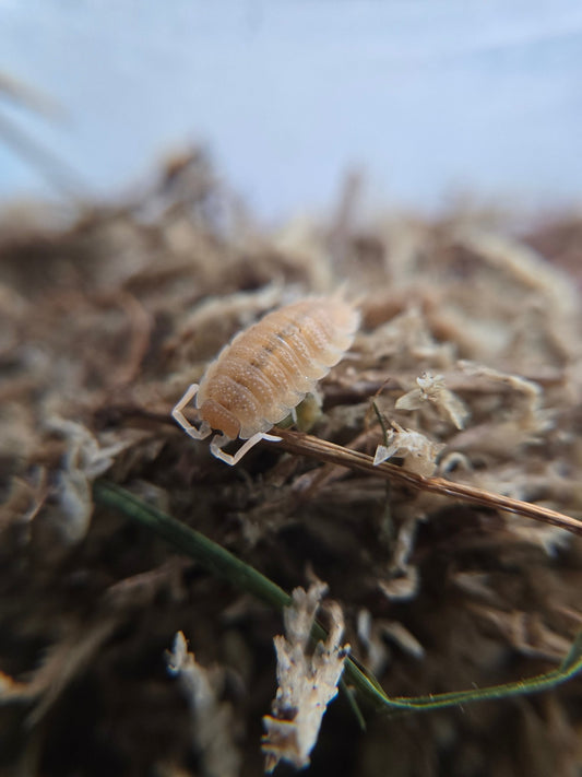 A close-up of a Yellow Snow Isopod (Porcellio scaber) from I Heart Bugs shows its segmented, ridged armor crawling on dried plant matter—perfect for bioactive habitats. The blurred background highlights its tiny legs and textured body.