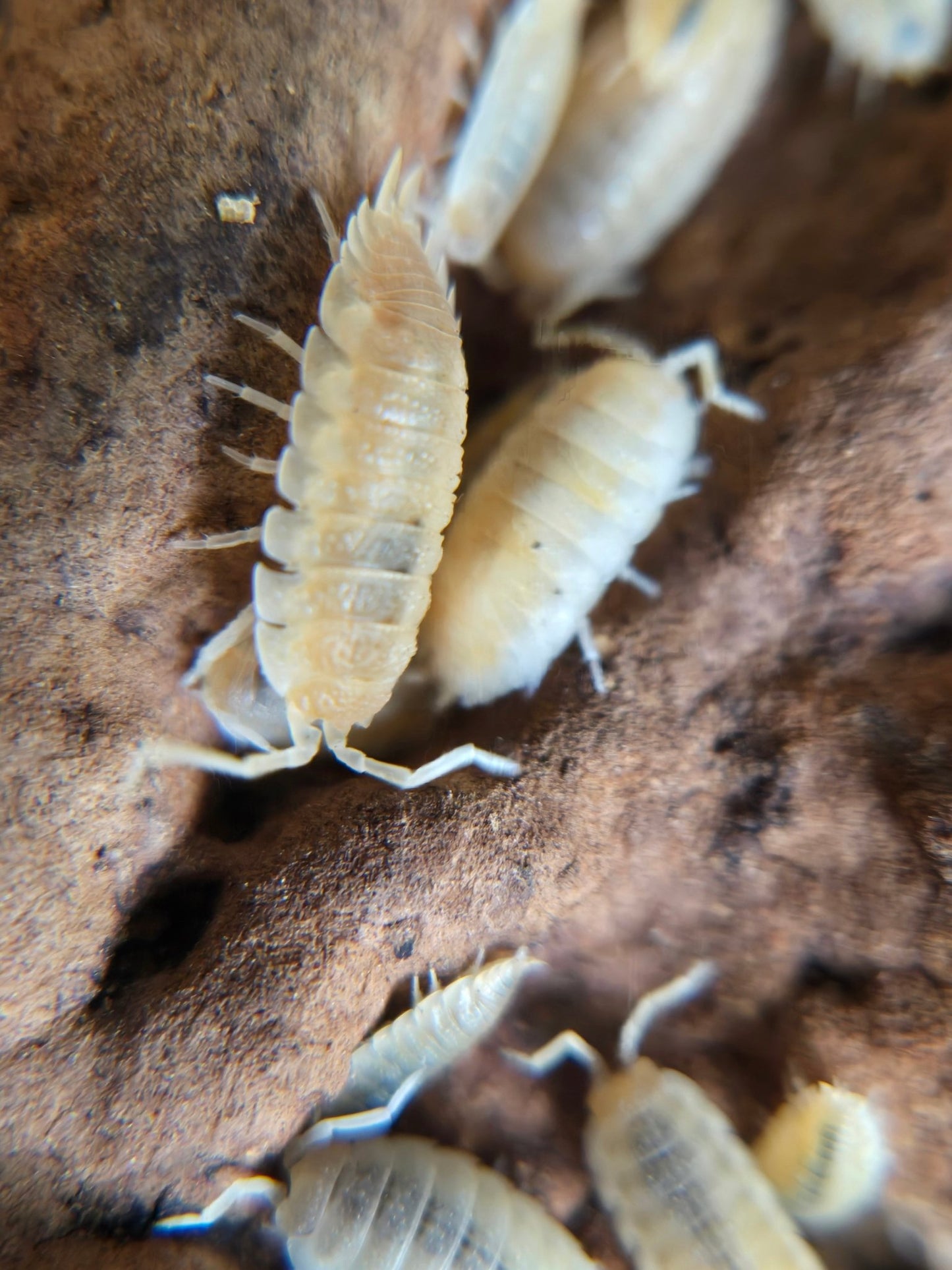 Close-up of several Yellow Snow Isopods (Porcellio scaber) from I Heart Bugs crawling on rough brown bark. Some cluster together, showcasing detailed exoskeletons—ideal for observing bioactive habitats up close.