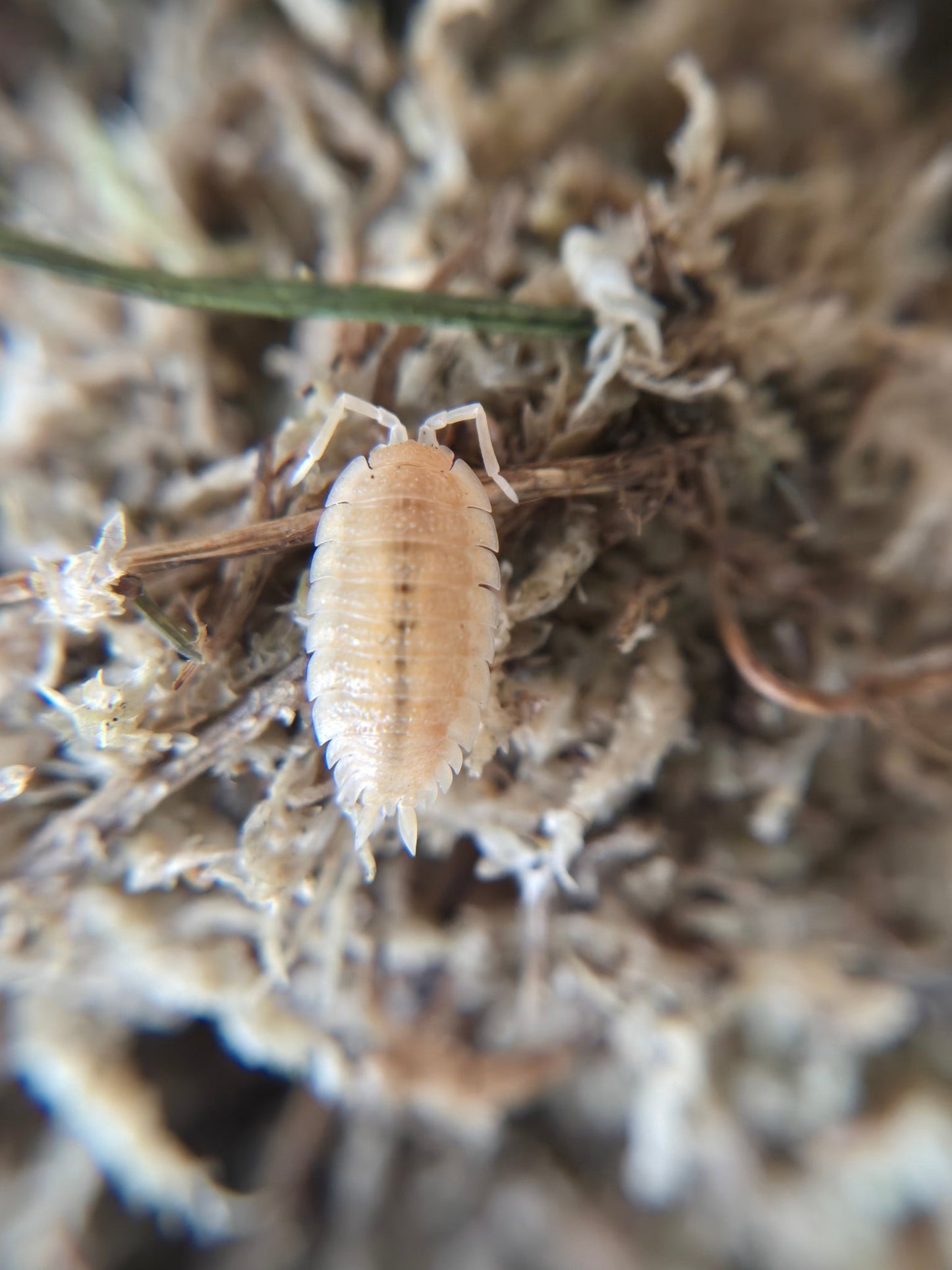 A close-up photo shows a Yellow Snow Isopod (Porcellio scaber) from I Heart Bugs with a segmented pale beige-yellow body crawling on dry plant material, its exoskeleton ideal for bioactive habitats.