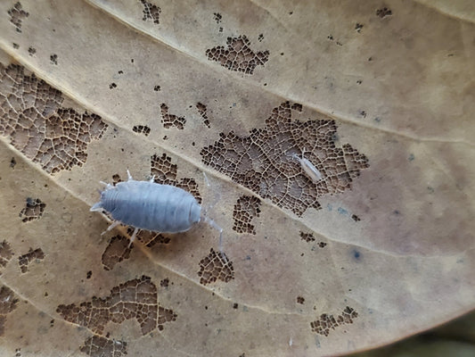 A close-up of a Porcellionides floria isopod from I Heart Bugs, a beginner-friendly clean-up crew species, walking on a dry brown leaf with the pill bug and decaying textures captured in sharp focus.