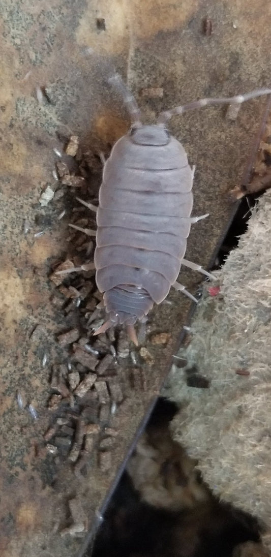 A close-up of a Porcellionides floria Isopod from I Heart Bugs, a great beginner isopod for any clean-up crew, shows its gray segmented body and antennae on a rough brown surface with small pellets and organic texture in the background.