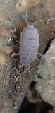 A close-up of a Porcellionides floria Isopod from I Heart Bugs, a great beginner isopod for any clean-up crew, shows its gray segmented body and antennae on a rough brown surface with small pellets and organic texture in the background.