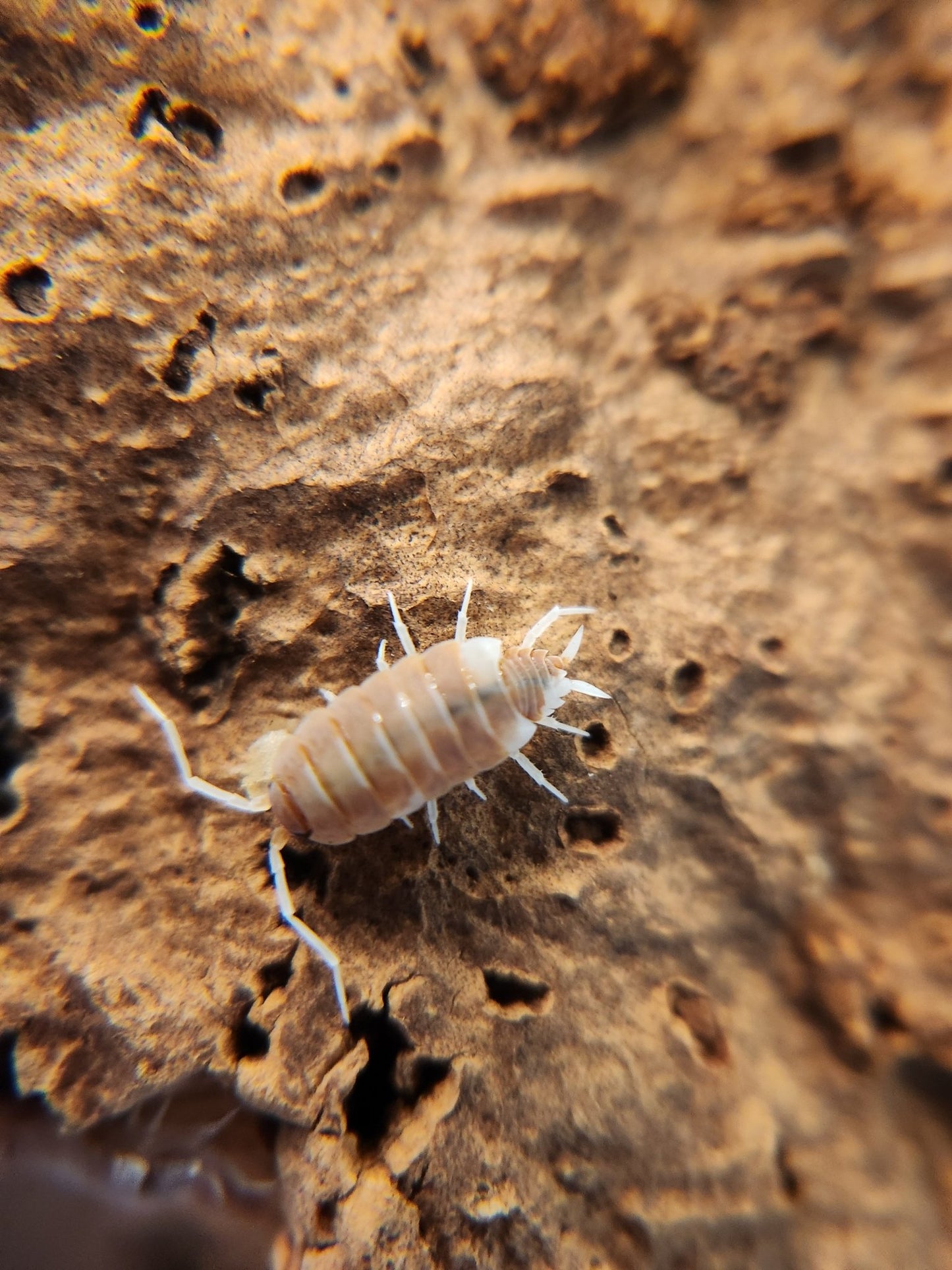A close-up shows an Orange Cream Isopod (Porcellionides pruinosus) from I Heart Bugs with a pale, segmented oval body, legs, and antennae visible as it crawls over a rough, brown surface dotted with small holes.