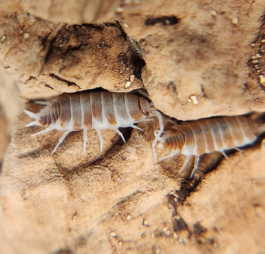 Close-up of two Orange Cream Isopods (Porcellionides pruinosus) by I Heart Bugs, displaying pale, segmented bodies with brown bands and multiple legs as they crawl on a tan rock—ideal for bioactive enclosure isopod setups.