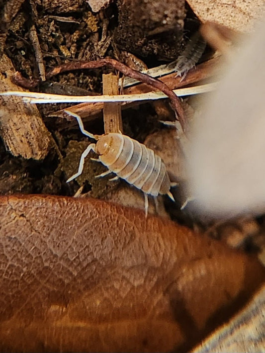 A close-up photo of I Heart Bugs Orange Cream Isopods (Porcellionides pruinosus), ideal for beginners, shows one crawling on soil with dry leaves and twigs, another nearby. The scene resembles a natural forest floor or garden mulch habitat.