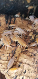 Close-up of several I Heart Bugs Powder Orange Isopods (Porcellionides pruinosus) with segmented bodies and many legs on decaying wood. Popular for beginners as vivarium cleaners, they cluster on tan bark against a dark background.