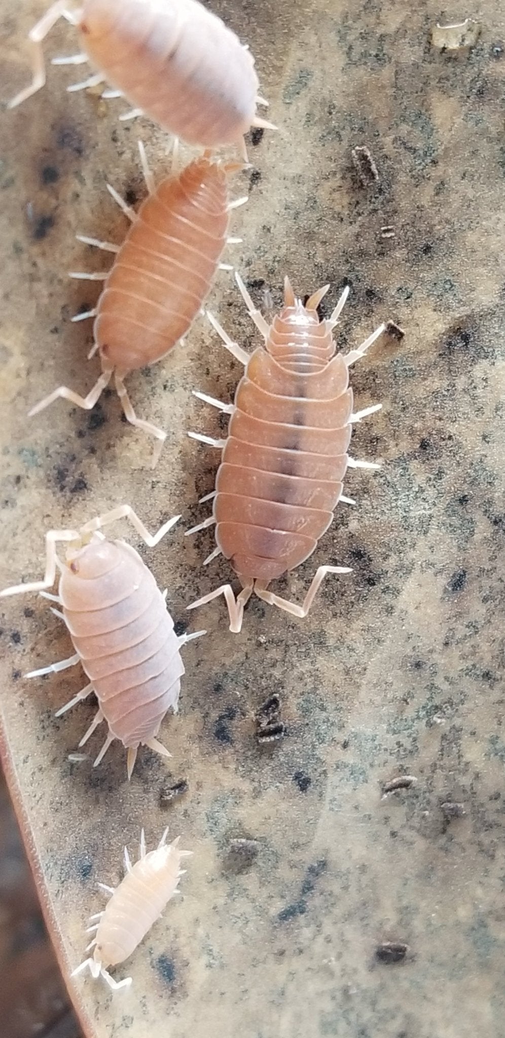 Close-up of five Powder Orange Isopods (Porcellionides pruinosus) by I Heart Bugs on a beige, speckled surface. Varying in size, they demonstrate their effectiveness as beginner-friendly vivarium cleaners.