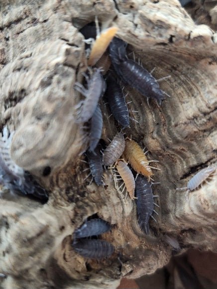 Several gray and tan Powder Party Mix Isopods (Porcellionides pruinosus) from I Heart Bugs cluster on textured wood, their segmented bodies and tiny legs visible as they explore deep grooves and crevices.