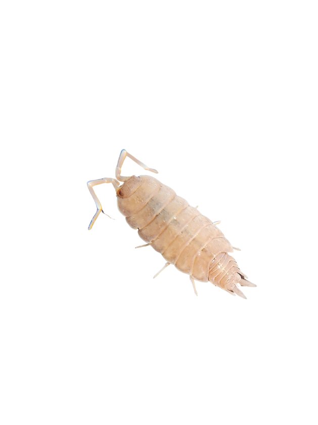A close-up of Powder Pink Isopods (Porcellionides pruinosus) by I Heart Bugs, showing their pale, segmented bodies with six legs and two antennae. Their jointed exoskeleton and tail-like appendages suit beginner isopod and bioactive setups.