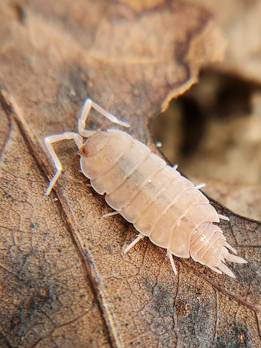 A close-up shows a Powder Pink Isopod (Porcellionides pruinosus) from I Heart Bugs, with segmented beige armor and seven leg pairs, resting on a dry brown leaf. The sharp focus highlights the pill bug’s detailed texture.
