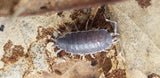 A close-up of a Powder Blue Isopod (Porcellionides pruinosus) from I Heart Bugs, with segmented armor and seven pairs of legs, crawls on a dry, textured leaf—an essential cleanup crew for your bioactive vivarium.