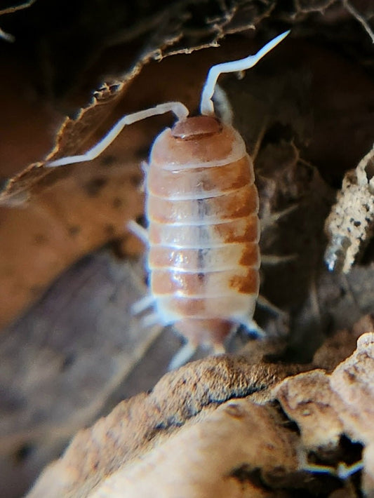 A close-up of a Red Koi Isopod (Porcellionides pruinosus) from I Heart Bugs shows its brown and cream segmented body on dried leaves—a great beginner species for isopod enthusiasts. Fine details stand out against a softly blurred background.