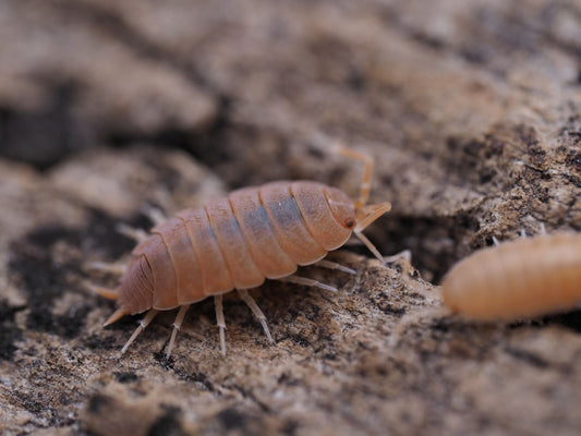 Powder Orange Isopods (Porcellionides pruinosus) - IHEARTBUGS, INC.