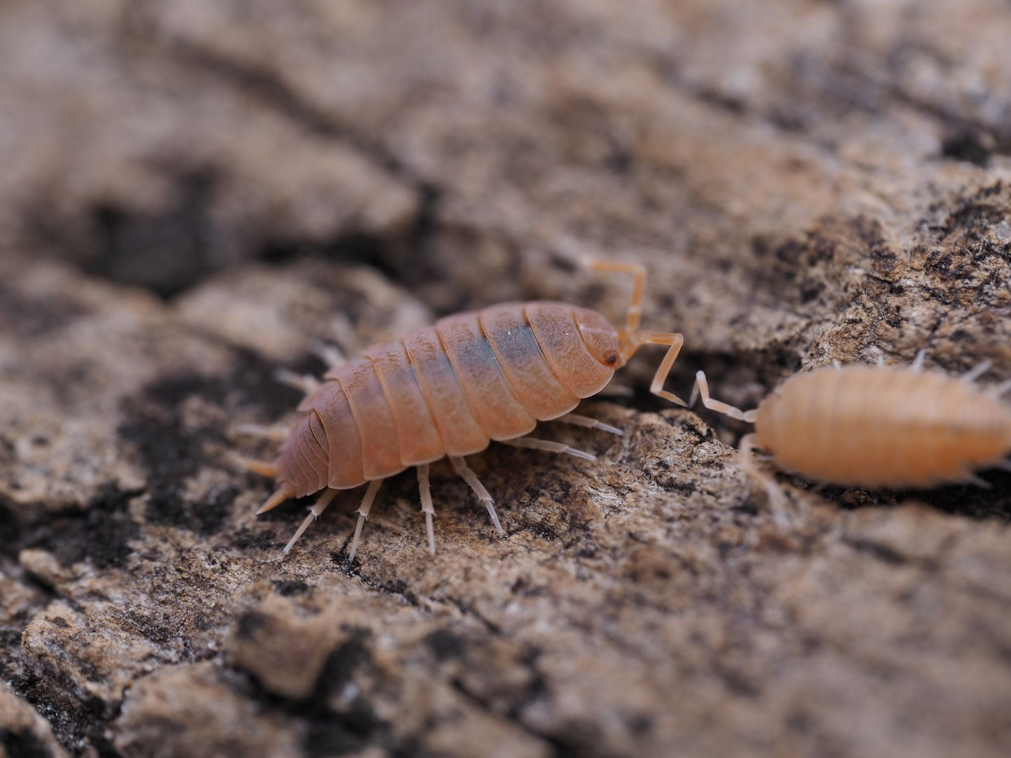 Powder Orange Isopods (Porcellionides pruinosus) - IHEARTBUGS, INC.