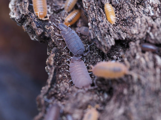 Powder Party Mix Isopods (Porcellionides pruinosus) - IHEARTBUGS, INC.