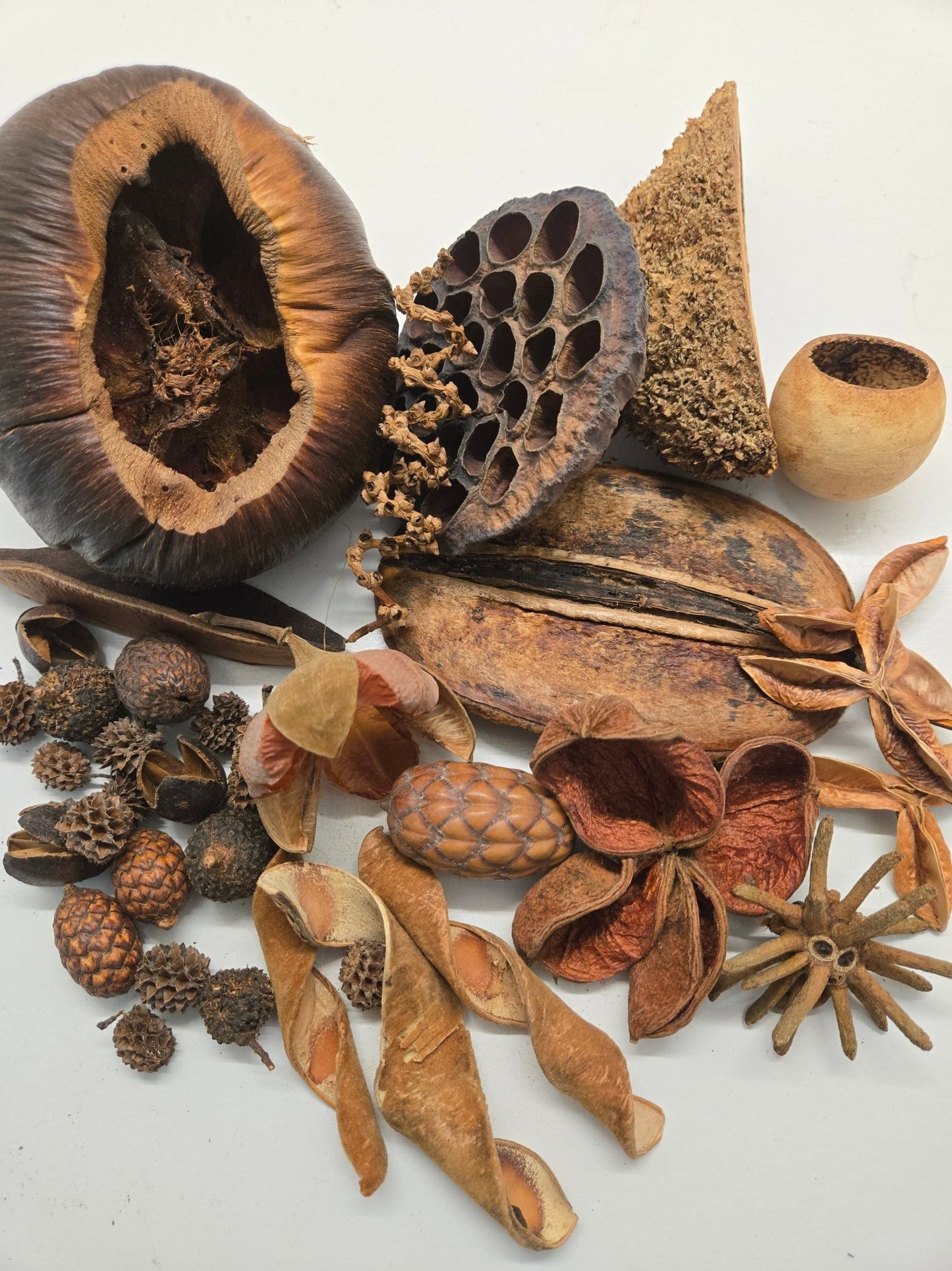 The I Heart Bugs Premium 36-Piece Assorted Seed Pod Botanical Pack features a variety of brown seed pods and plant materials in different shapes and textures, including round pods, spirals, flat disks, and a lotus pod with holes.
