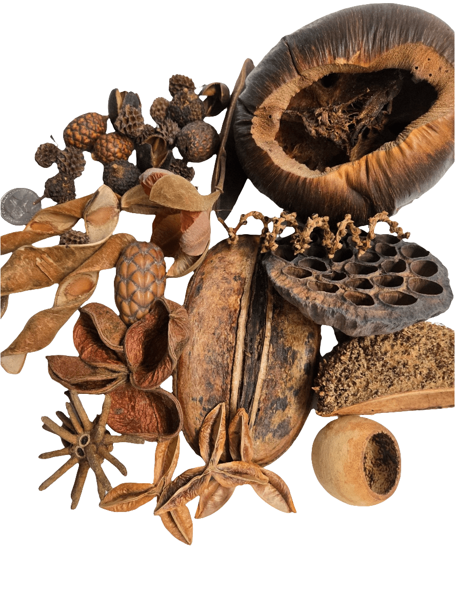The I Heart Bugs Premium 36-Piece Assorted Seed Pod Botanical Pack features unique lotus pods, star anise, spirals, and round forms in earthy brown tones—perfect for striking natural decor on a white background.
