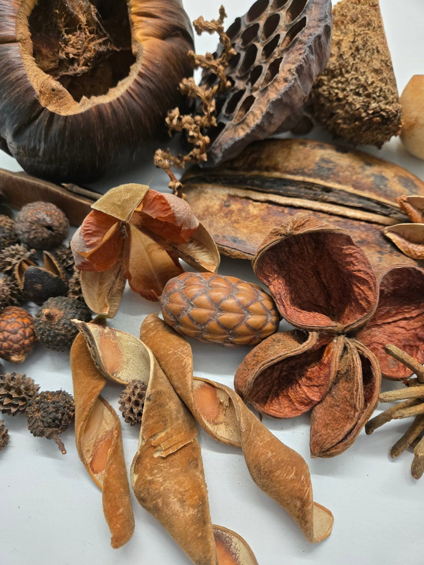 The I Heart Bugs Premium 36-Piece Assorted Seed Pod Botanical Pack features a curated mix of seed pods, pinecones, and nuts in earthy tones—ideal as natural decor or for adding organic shapes to your bioactive terrarium.