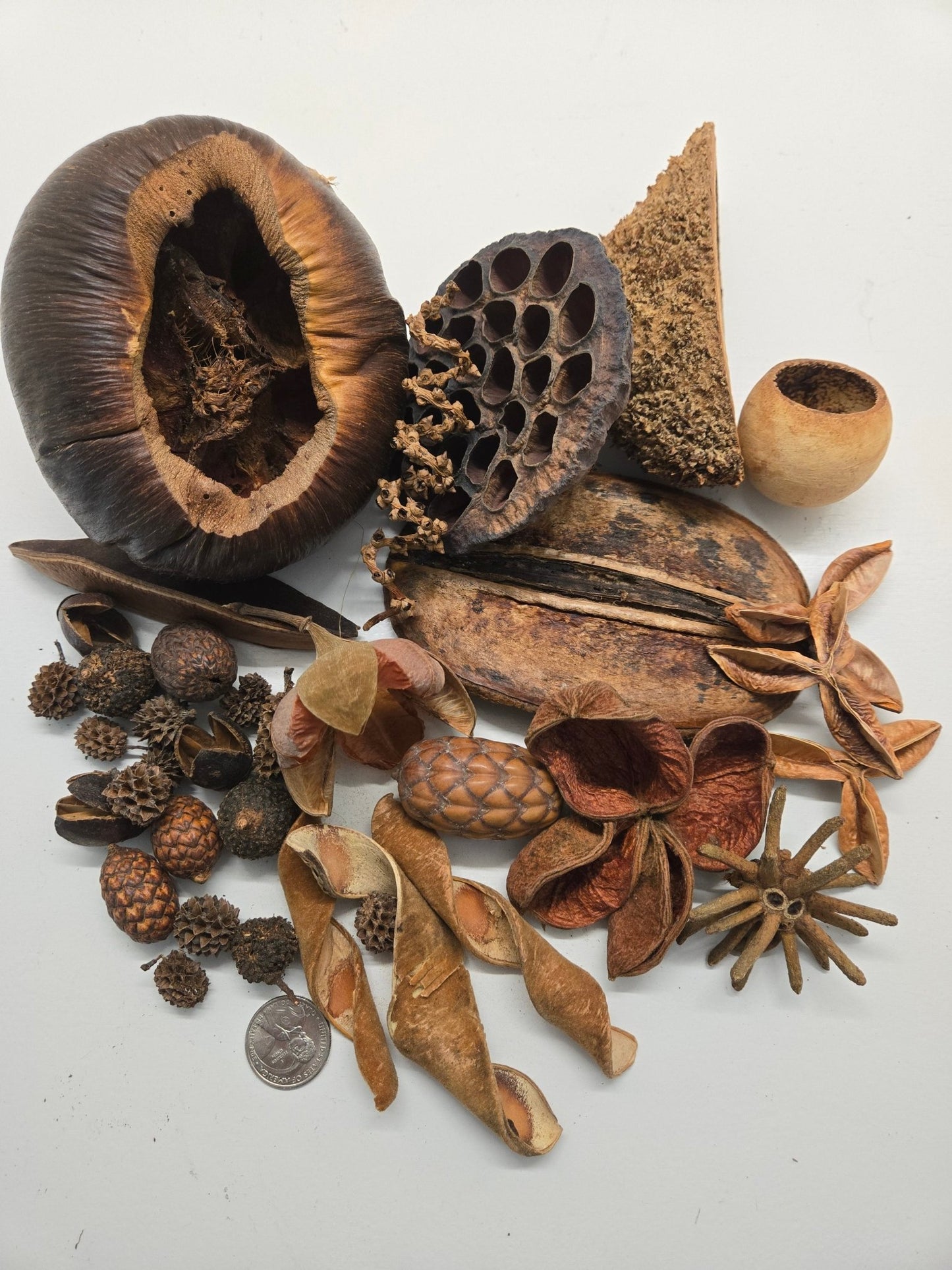 The I Heart Bugs Premium 36-Piece Assorted Seed Pod Botanical Pack features a variety of natural shapes and textures—round, star-like, and spiraled—arranged on white with a quarter for scale; perfect for decor.