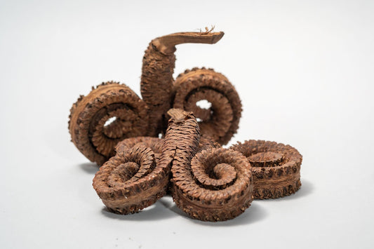 Ram's Horn Seed Pod - IHEARTBUGS, INC.