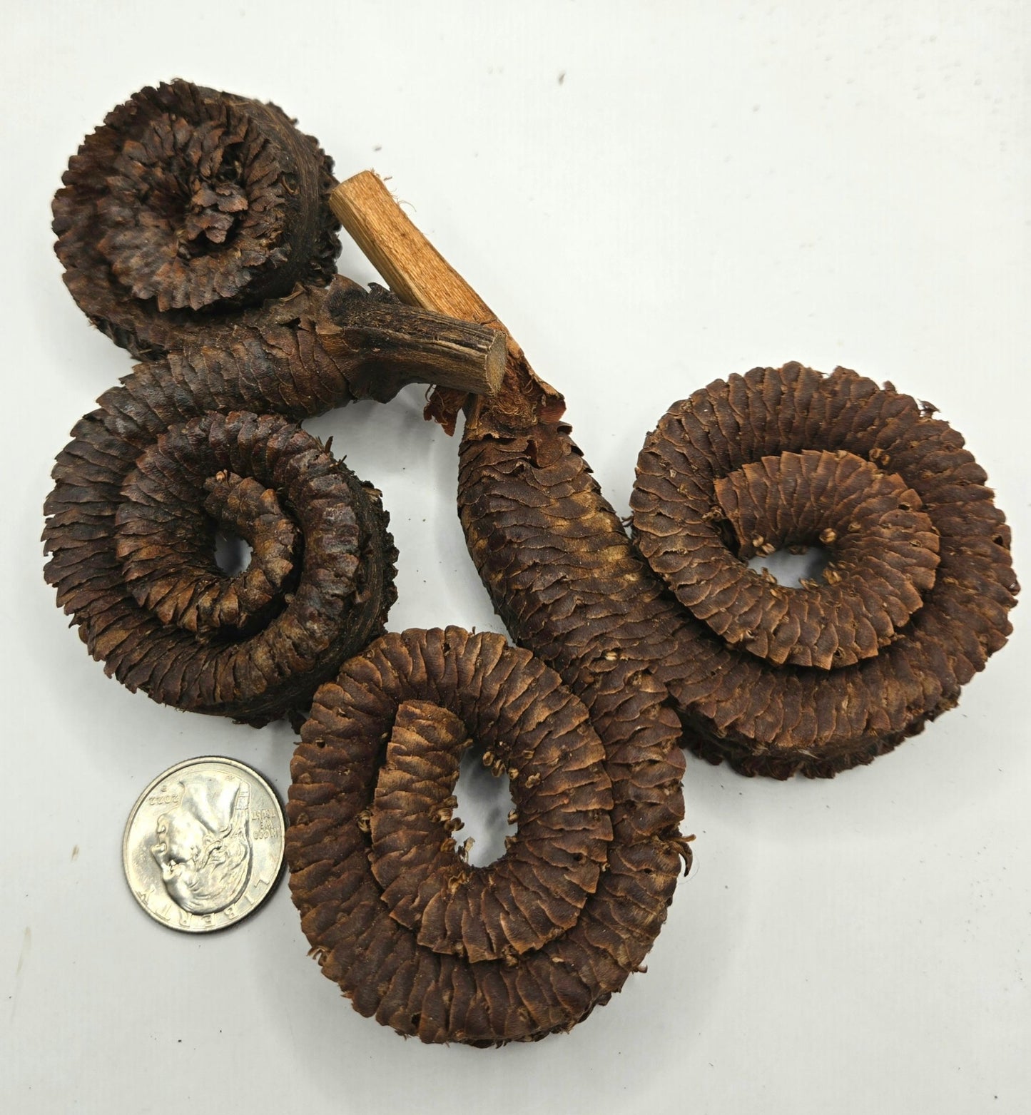 Three brown Rams Horn Seed Pods by I Heart Bugs, shaped like spiraled scrolls with a rough, scaly texture, are shown on a short branch. A U.S. quarter on a white background provides scale—perfect as unique aquarium decor.