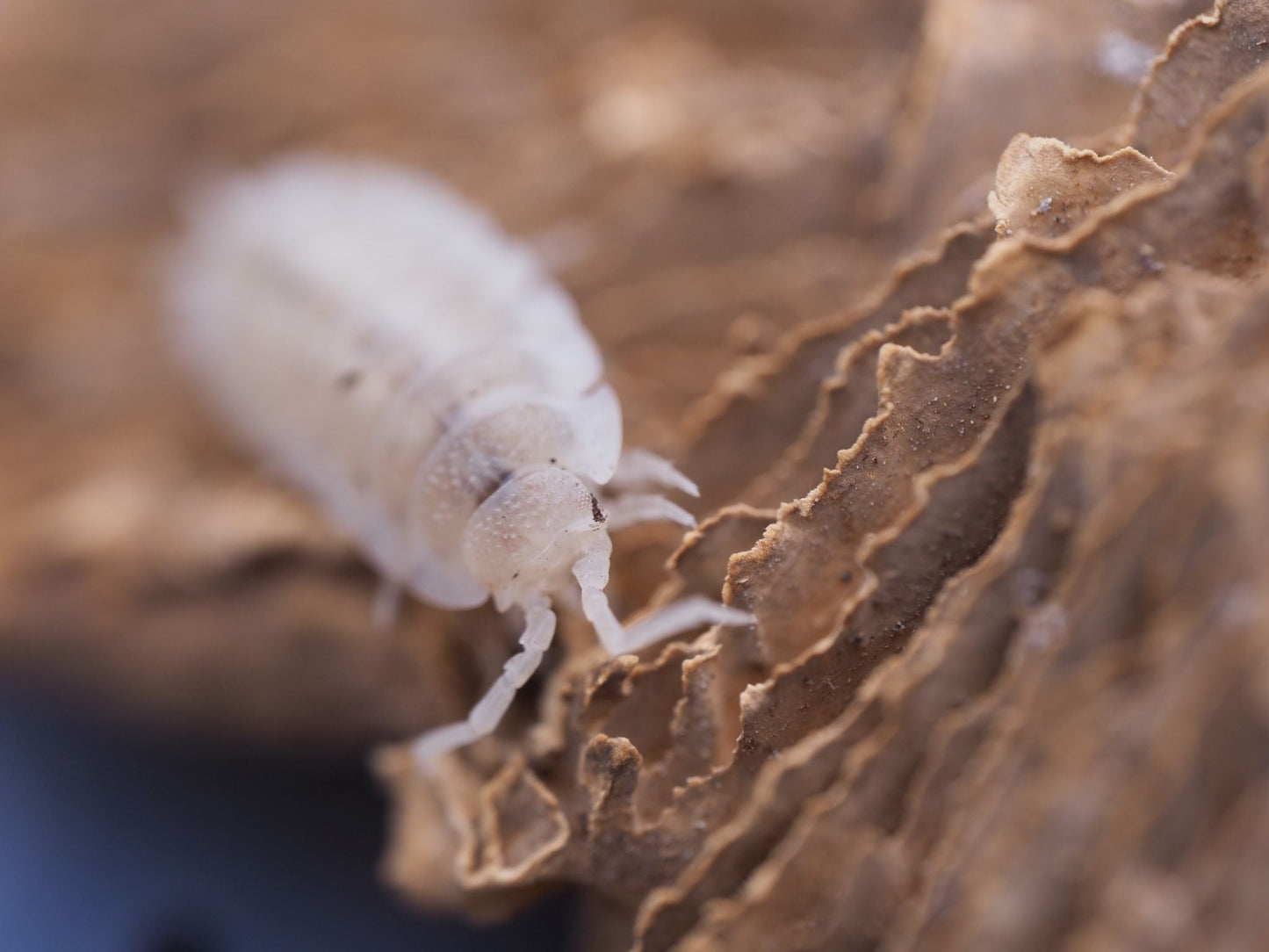 Rare Snow Koi Isopods (Porcellio scaber) - IHEARTBUGS, INC.