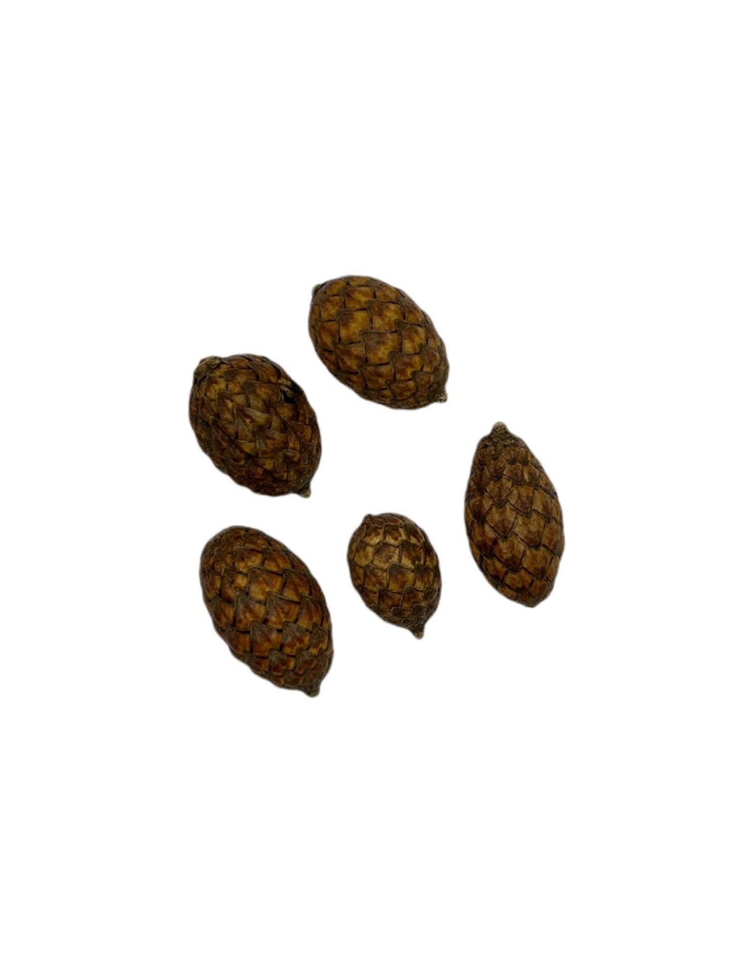 Rattan Cane Fruit Pods - 3 Count - IHEARTBUGS, INC.