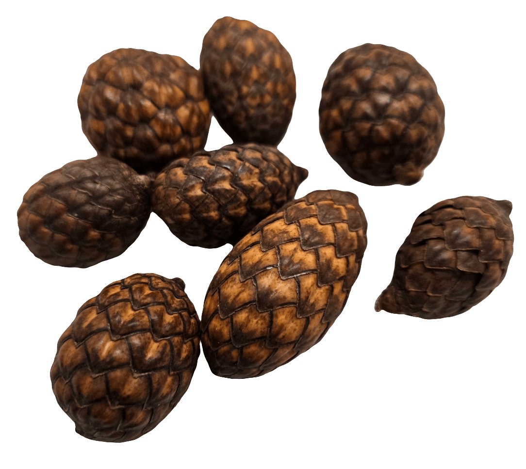 Three small, oval Rattan Cane Fruit Pods by I Heart Bugs with textured, scale-like brown surfaces are arranged on a white background. The pods vary in orientation and resemble pine cones.
