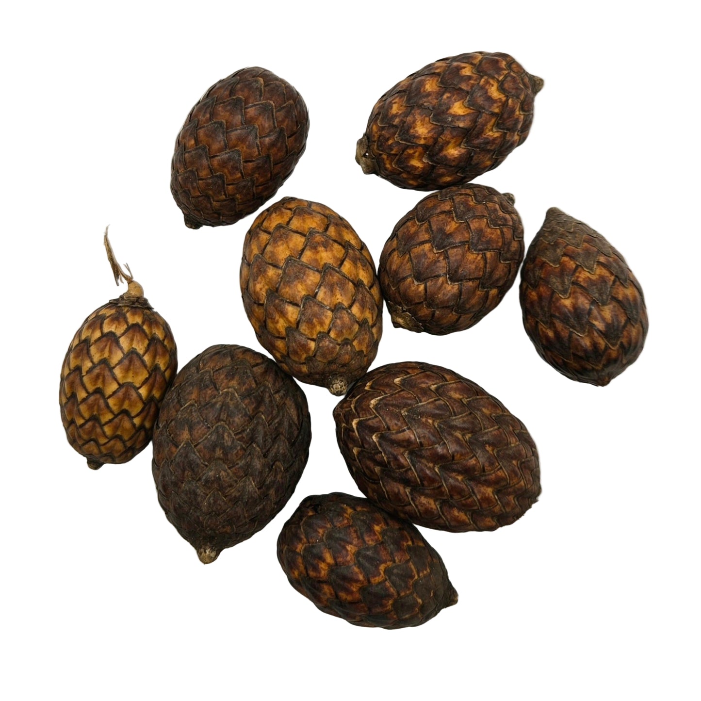 I Heart Bugs Rattan Cane Fruit Pods – 3 Count are small, brown, pine cone-shaped pods with a scaly texture. Slightly larger than a U.S. dime, they make unique aquarium decorations.