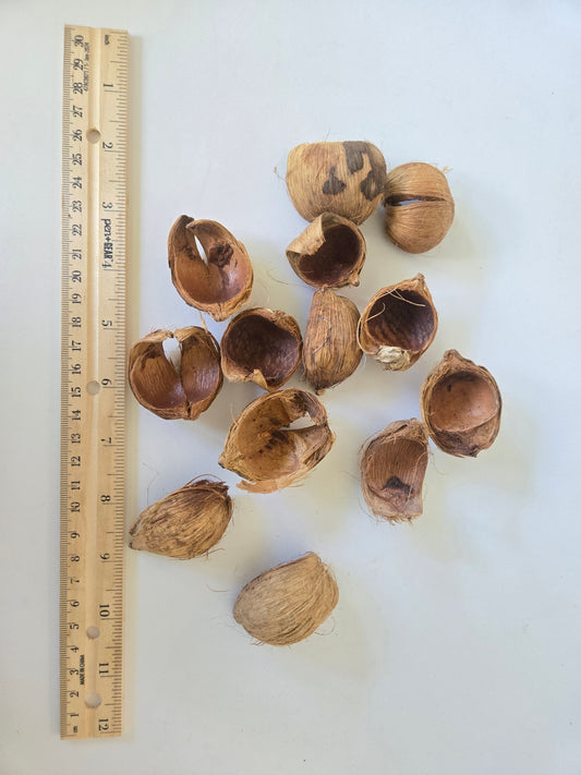 Fourteen cracked, empty brown Betel Nut Husks by I Heart Bugs are arranged beside a 30-centimeter wooden ruler on a white surface. The husks vary in size and shape, offering the perfect natural addition for aquarium botanicals or use in bioactive enclosures.