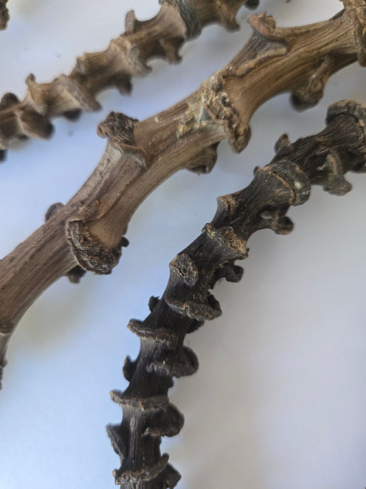Three segmented, knobby brown Banana Stems from I Heart Bugs, featuring a rough texture and periodic rounded protrusions, lie curved on a white surface. Typically used in terrarium isopod habitats, these three stems cast soft shadows beneath them.