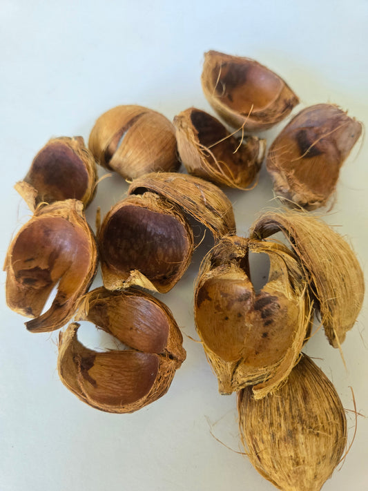 A collection of I Heart Bugs Betel Nut Husks—dried, empty, and brown—are scattered across a plain white surface. Their rough, fibrous exteriors are split open to reveal the hollow interiors and coarsely textured surfaces, making these unique elements ideal for use as aquarium botanicals or for creating a naturalistic bioactive enclosure.